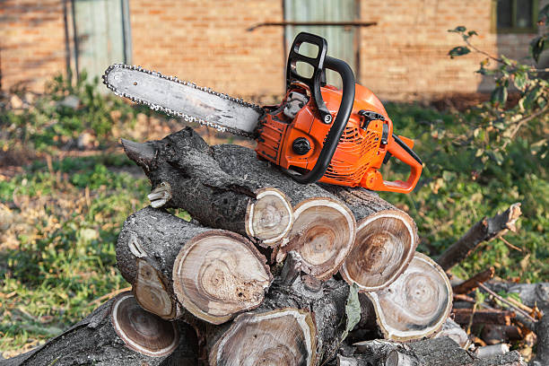 Best Local Tree Services  in St James, NC